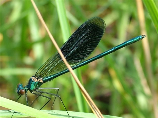 Kliknij aby powiekszyć !