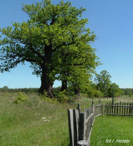 Kliknij aby powiekszyć !