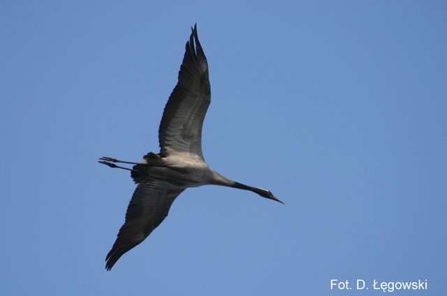 Kliknij aby powiekszyć !