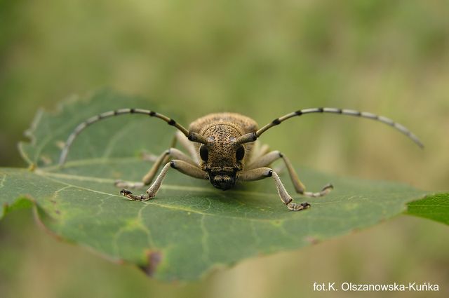 Kliknij aby powiekszyć !