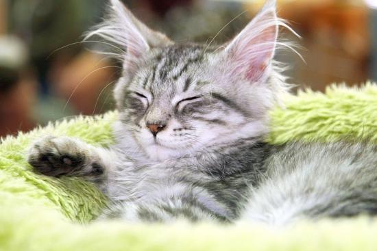 Międzynarodowa Wystawa Kotów Rasowych "Chorzów 2009"