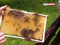 Dzień miodu w skansenie