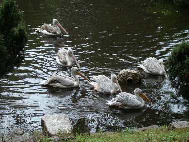 Przyjazne bakterie ożywią jeziorko w ZOO
