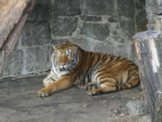 Tygrysy syberyjskie znowu w Chorzowie