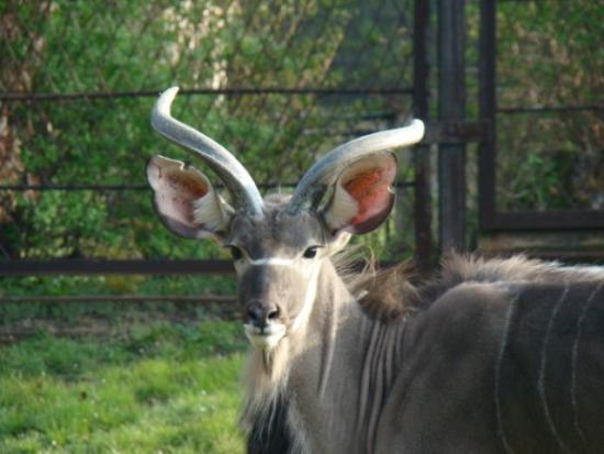 Witamy nową antylopę w ZOO