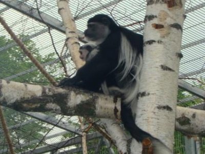 Zwierzęta w nowym lokum