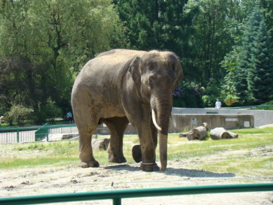 Słoń i bydło już na wybiegach...