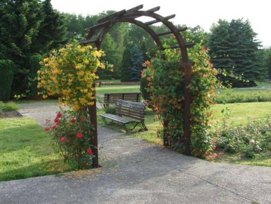 Zakwitły róże w największym polskim rosarium