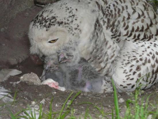 Kolejne klucia w naszym ZOO