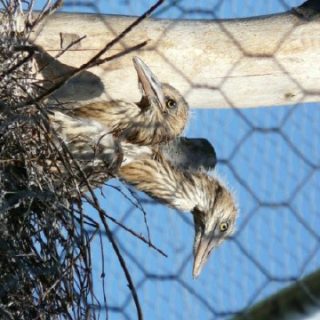 Kolejne klucia w naszym ZOO