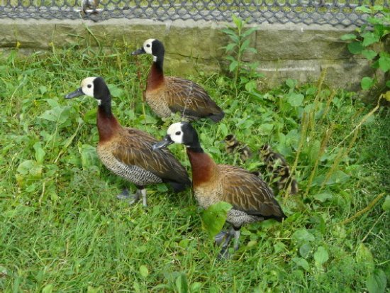 W ptasim przedszkolu...