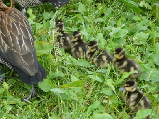 W ptasim przedszkolu...