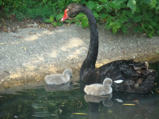 W ptasim przedszkolu...