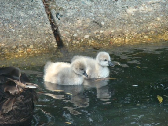W ptasim przedszkolu...