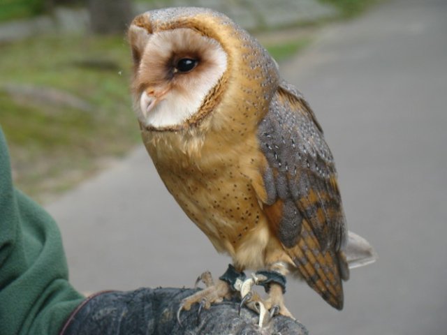 Fotorelacja z lotów ptaków