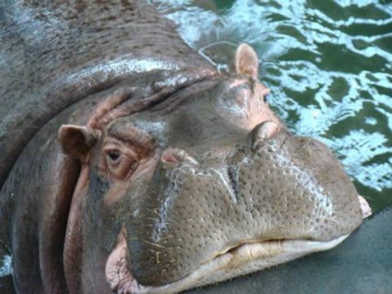 Urodziny hipopotamów