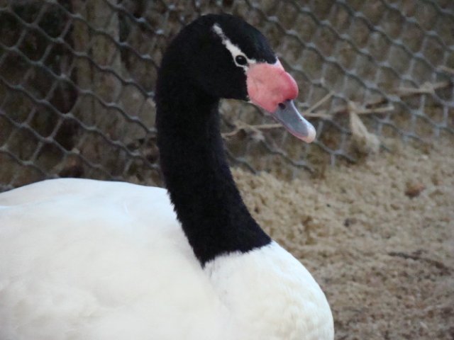 Nowi mieszkańcy ZOO