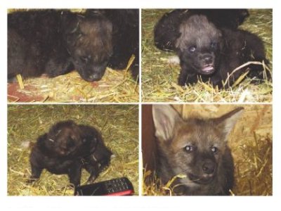 Wilk wielkości telefonu