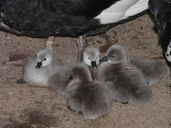 Pisklęta z antypodów