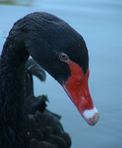 Pisklęta z antypodów