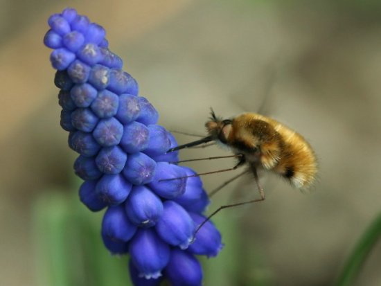 Wystawa entomologiczna