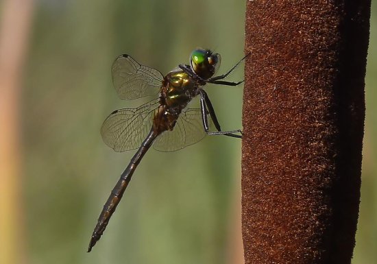 Wystawa entomologiczna