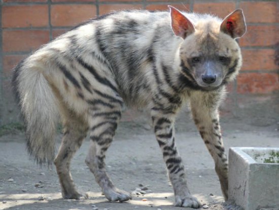 Nowe zwierzęta w śląskim ZOO