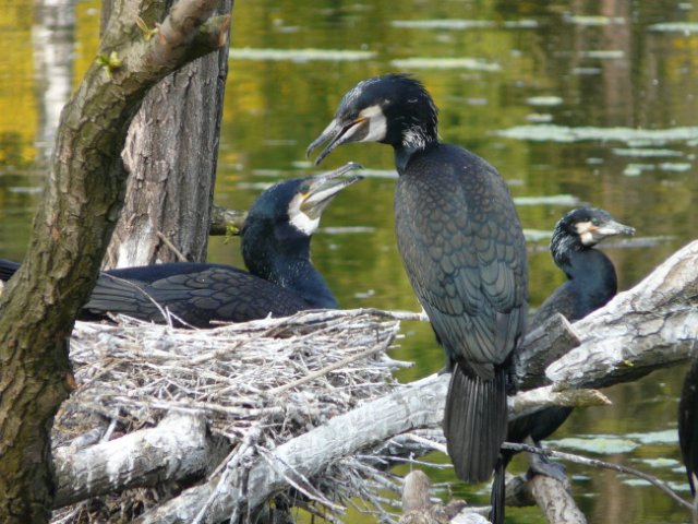 Staw kormoranów w nowej odsłonie