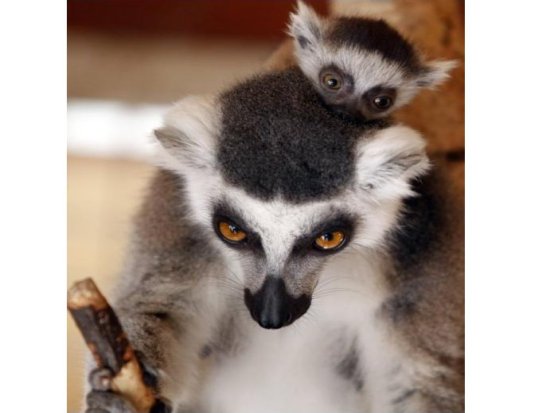 Przedszkole dla słoni