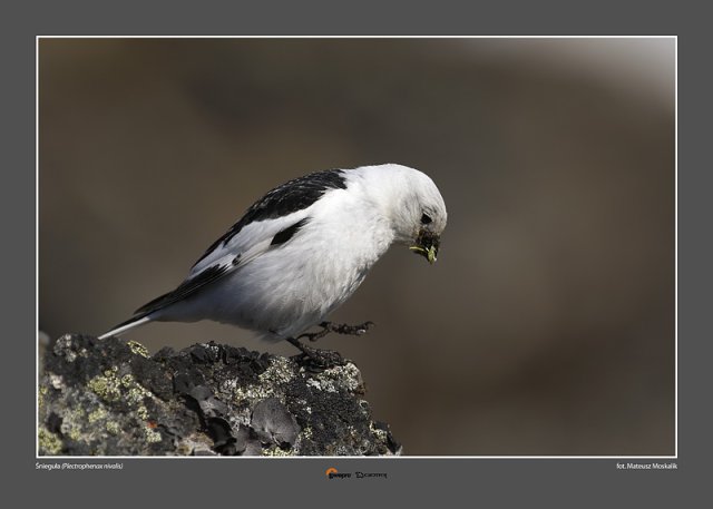 "Ptaki Spitsbergenu" w chorzowskim ZOO