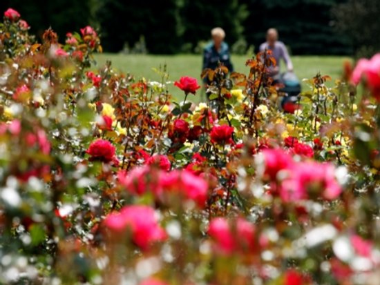 "Śniadanie Mistrzów" tym razem na trawie