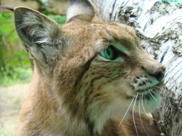 Nowy mieszkaniec ZOO