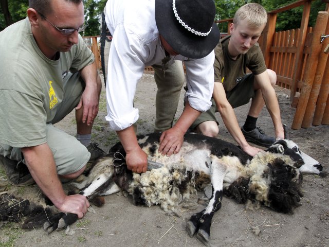 Strzyżenie owiec i tańce irlandzkie w Śląskim ZOO