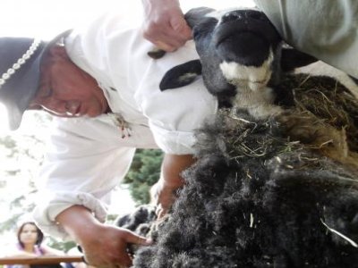 Szara, ruchliwa i z charakterem czeka na ... imię