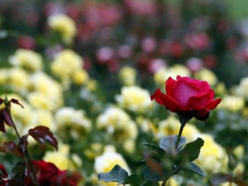 Rosarium zapada w zimowy sen