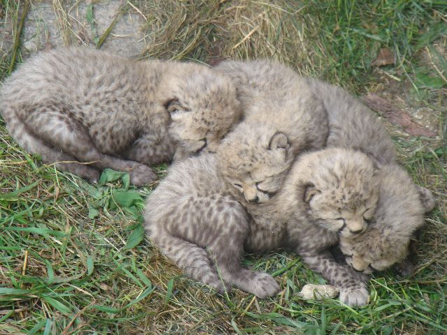 W ZOO na świat przyszły cztery małe gepardy