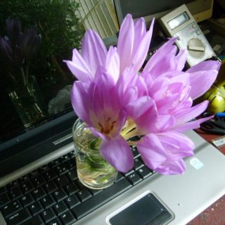 Soft-El II Aleksander Duda