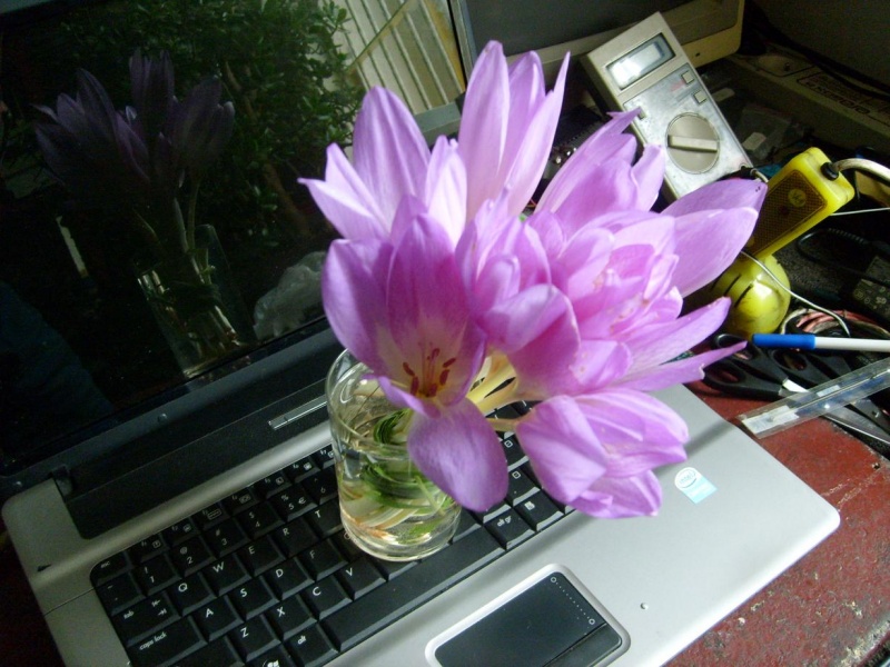 Soft-El II Aleksander Duda