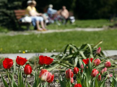 Mistrzostwa Polski w wyrywaniu chwastów
