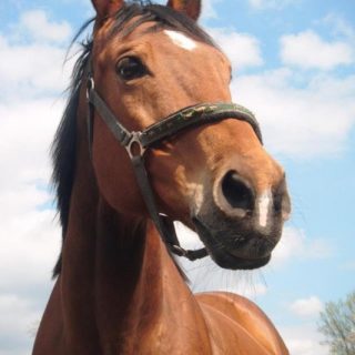 Stajnia na Królówce