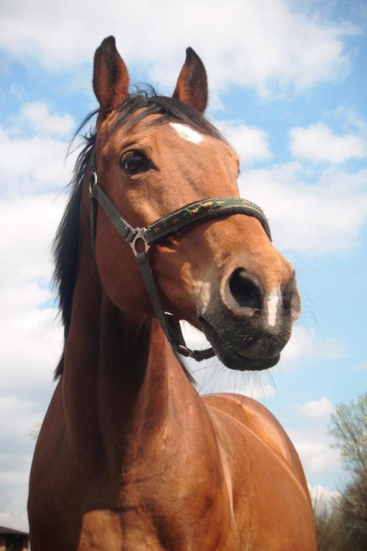 Stajnia na Królówce