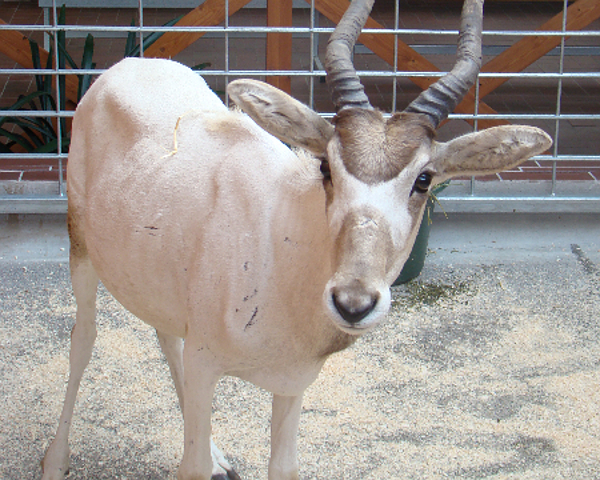 Antylopy przyjechały do ZOO, teraz czekają na samca