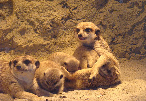 W ZOO urodziły się kolejne surykatki