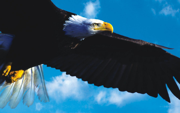 Pokaz Lotów Ptaków Drapieżnych