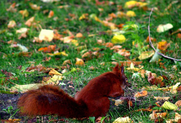 Parkowe wiewiórki same sobie poradzą
