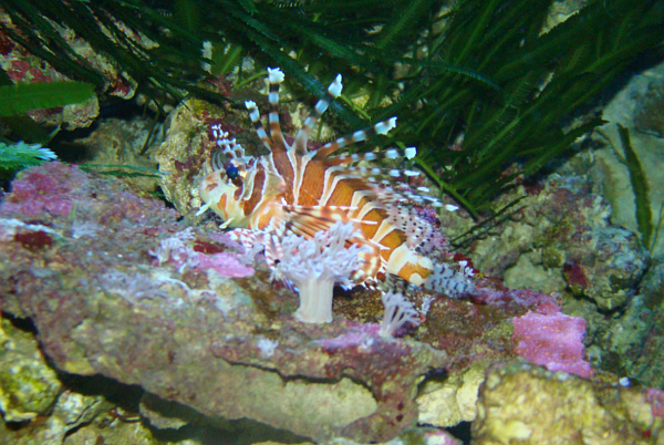 Drapieżne skrzydlice już w akwariach śląskiego zoo