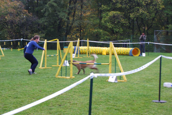 Psie akrobacje na Stadionie Śląskim