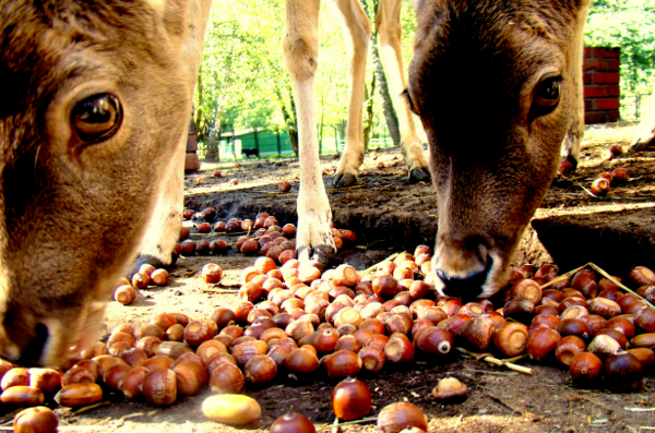 Zbieramy żołędzie dla śląskigo zoo