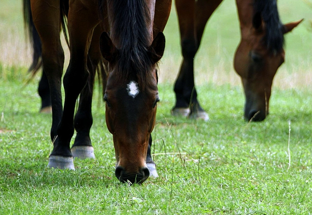 Parkowe konie trafiły w dobre ręce