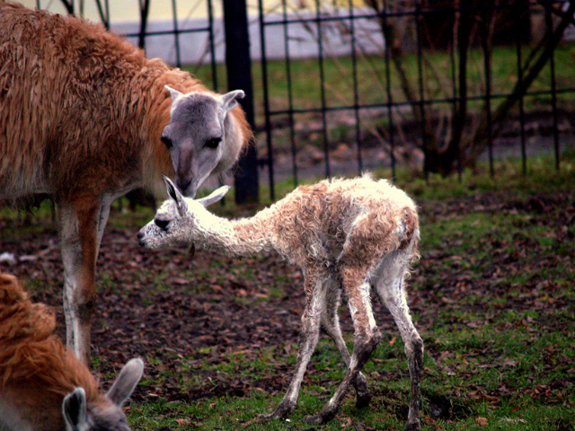 Kolejne narodziny w Śląskim Ogrodzie Zoologicznym